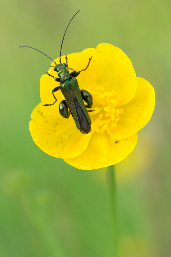 Thick-Legged Flower Beetle 5